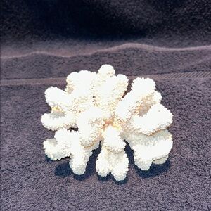 Coral, Cauliflower Coral Fossil, Vintage and in excellent to pristine condition